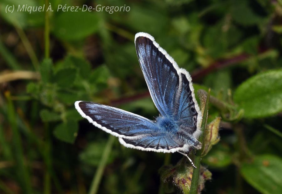 Celastrina argiolus