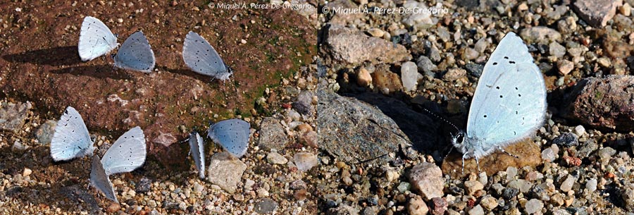 Celastrina argiolus