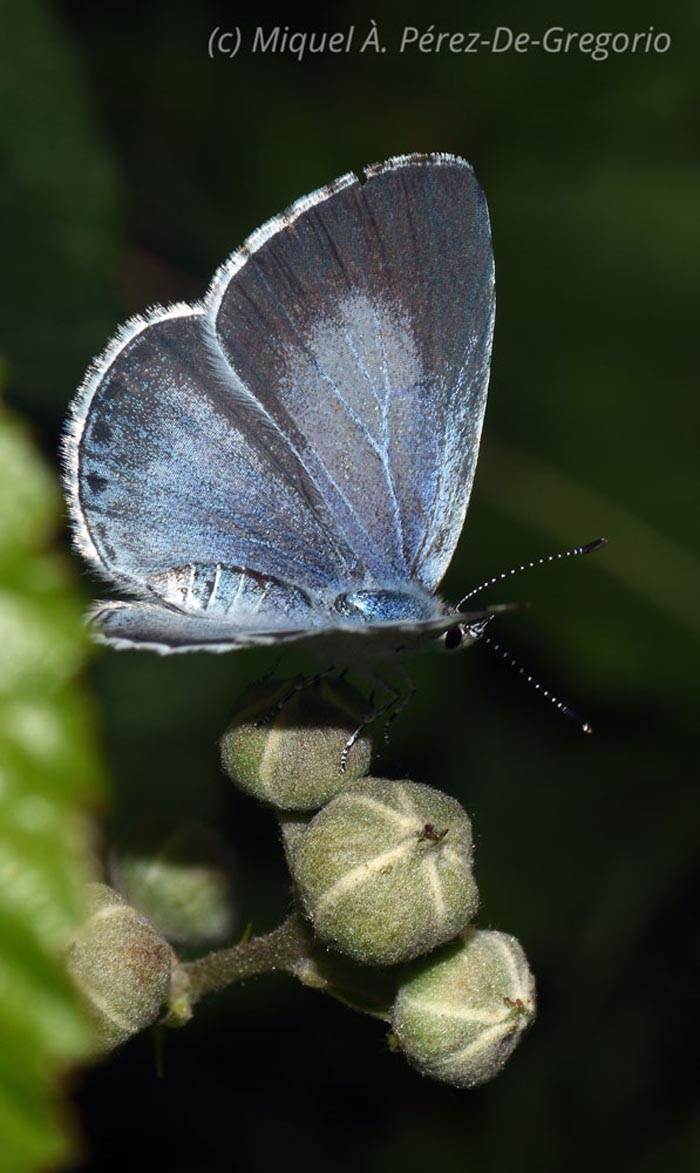 Celastrina argiolus