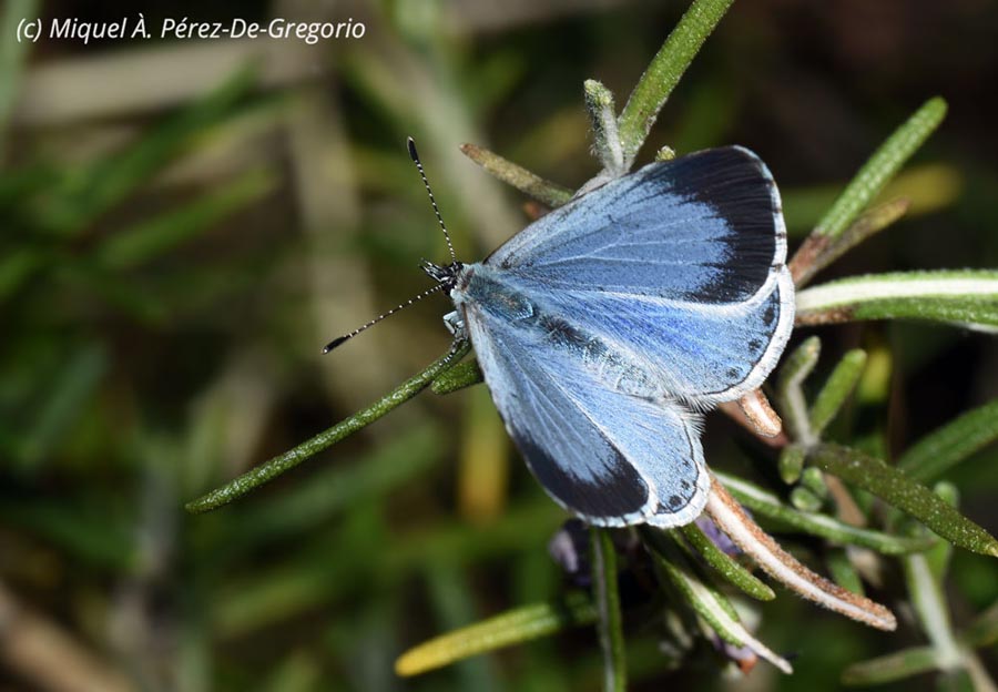 Celastrina argiolus