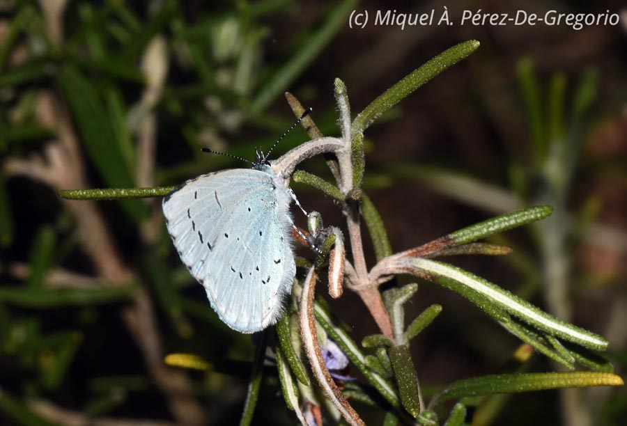 Celastrina argiolus