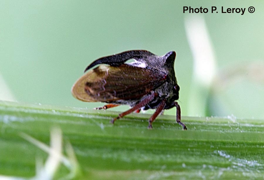 Centrotus cornutus