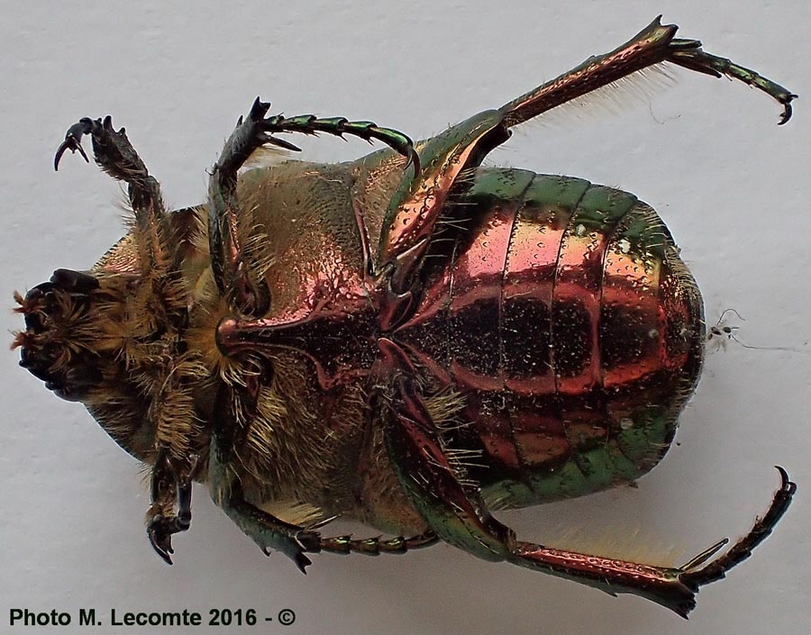 Cetonia aurata