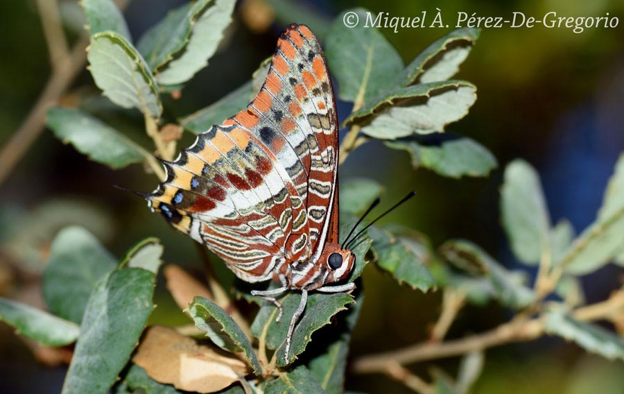 Charaxes jasius