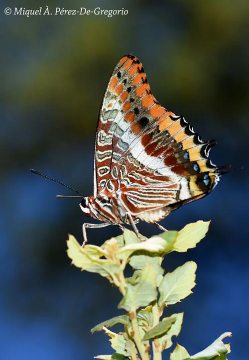 Charaxes jasius