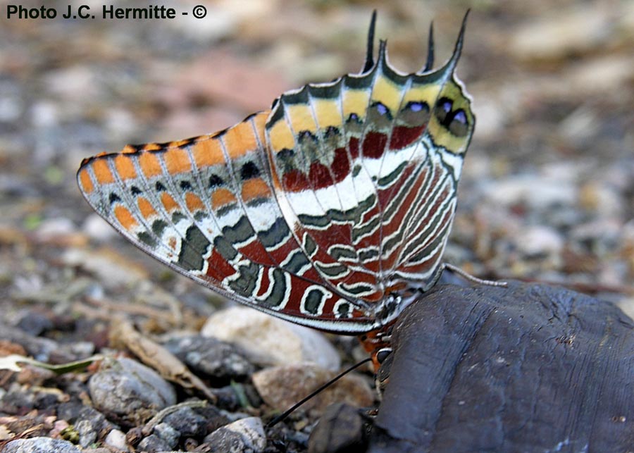 Charaxes jasius