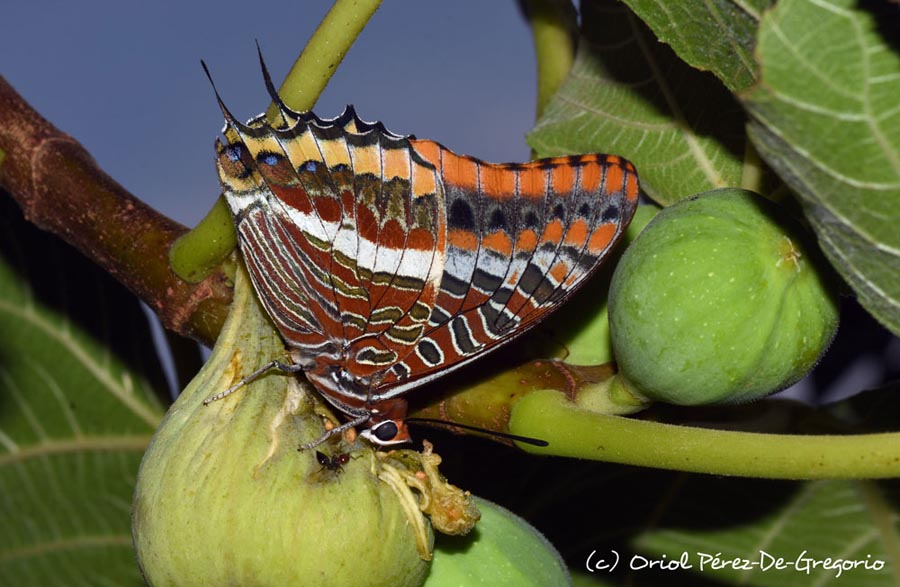 Charaxes jasius