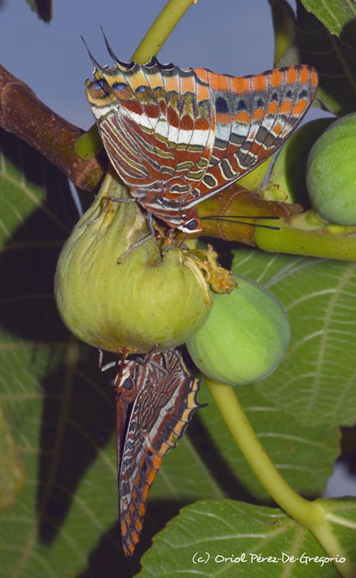 Charaxes jasius