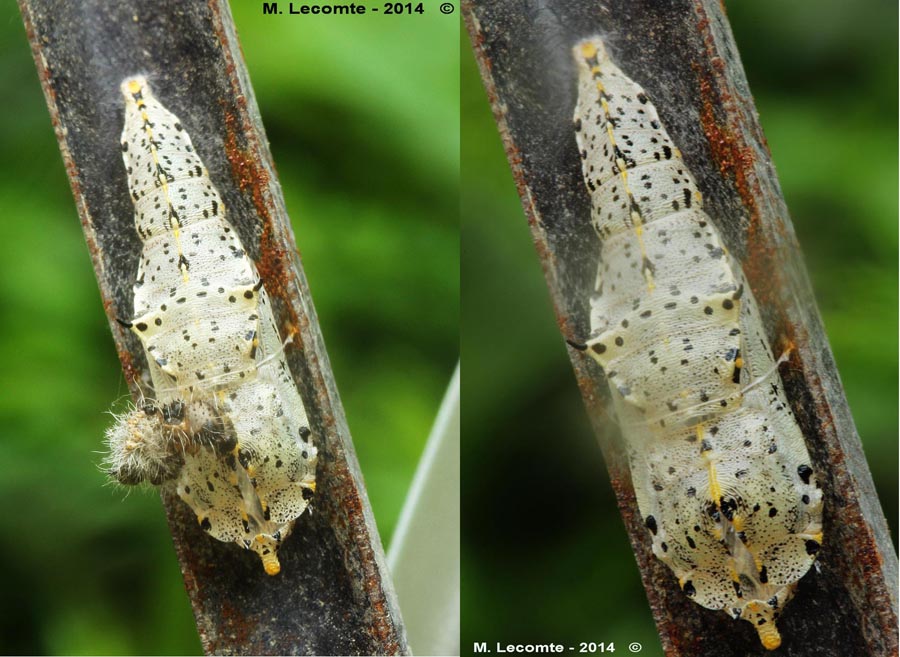 Pieris brassicae