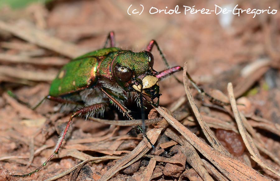 Cicindela campestris