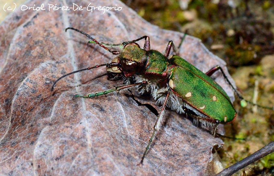 Cicindela campestris