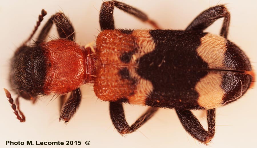 Clerus mutillarius