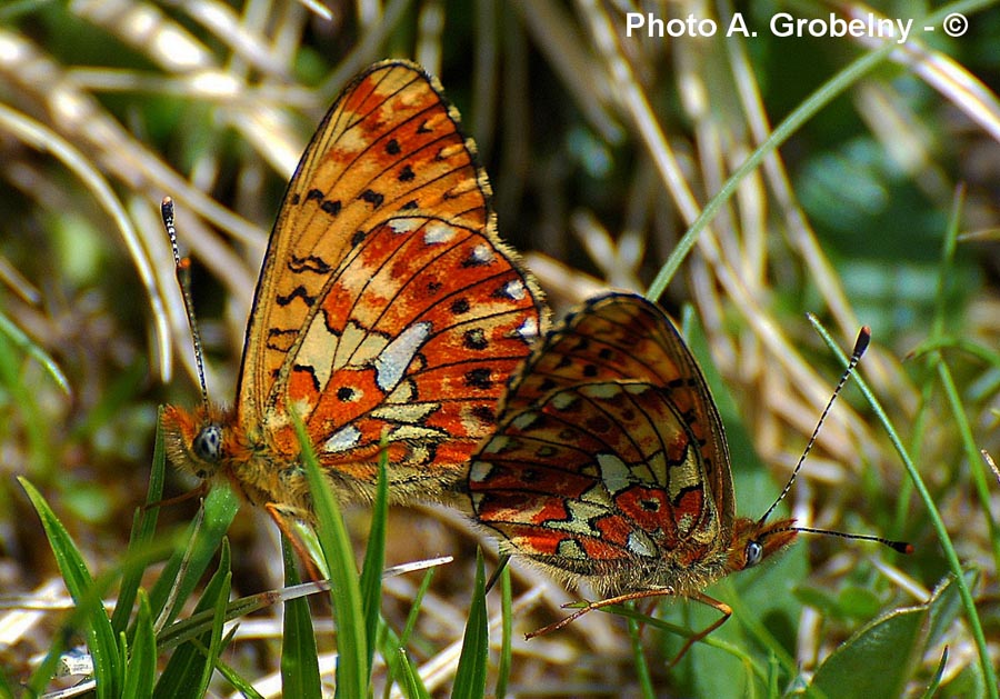 Clossiana (Bolaria) euphrosyne