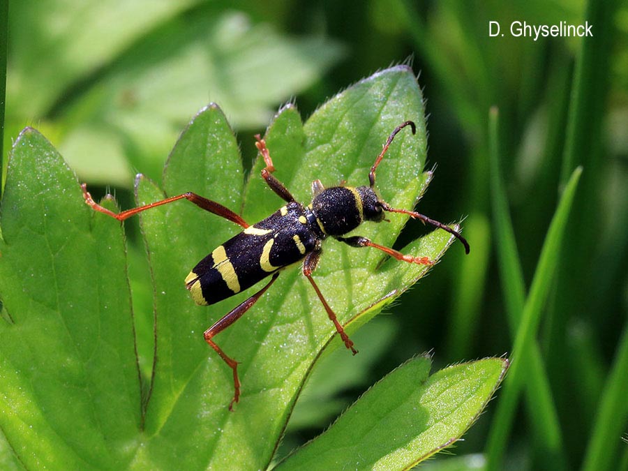 Clytus arietis