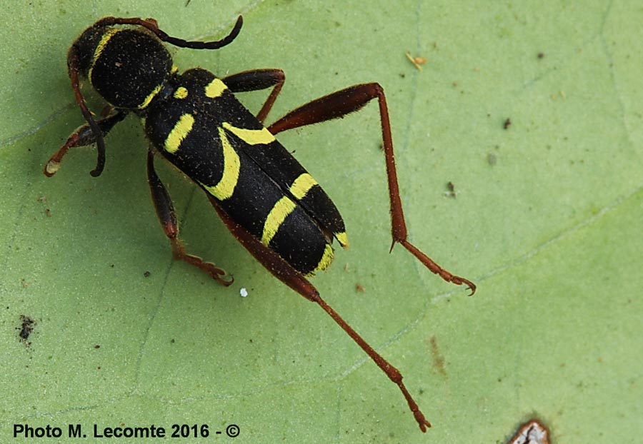 Clytus arietis