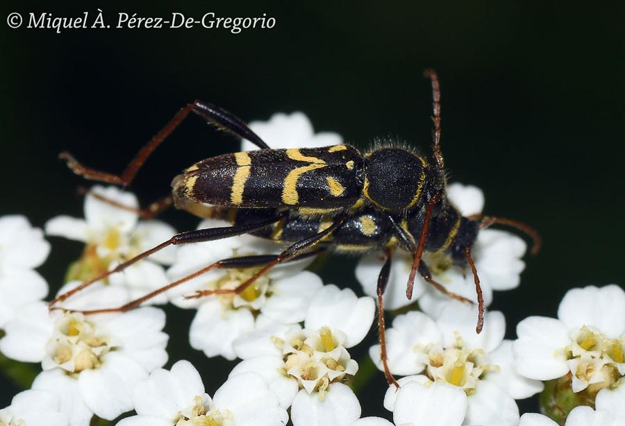 Clytus rhamni