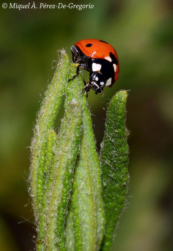 Coccinella septempunctata