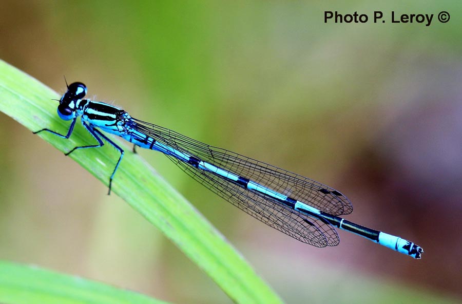 Coenagrion puella