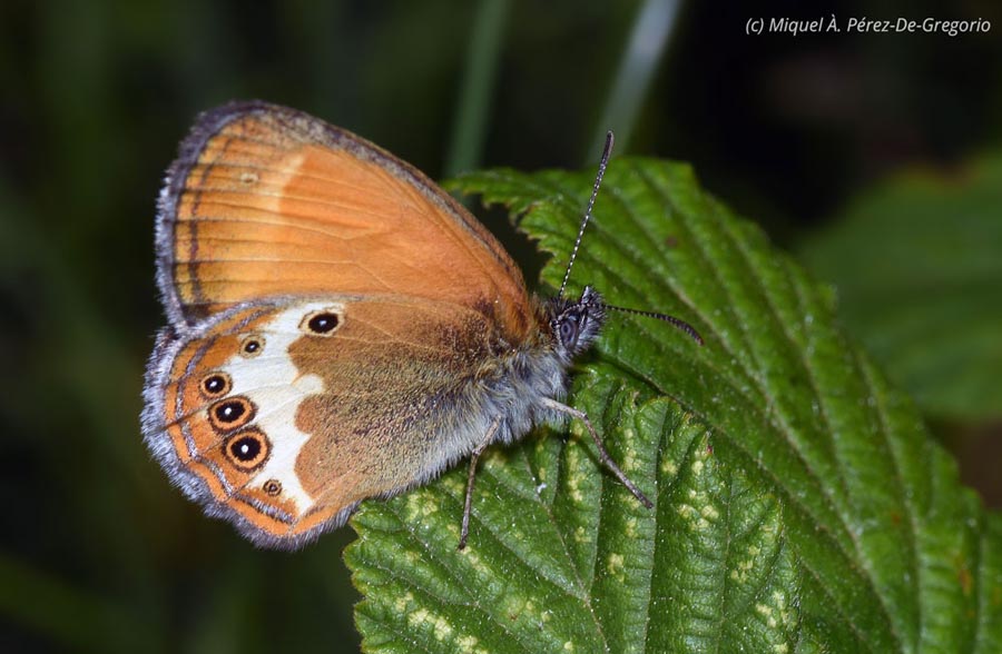 Coenonympha arcania