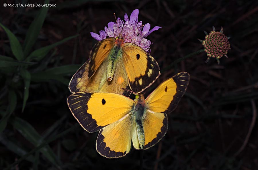 Colias croceus