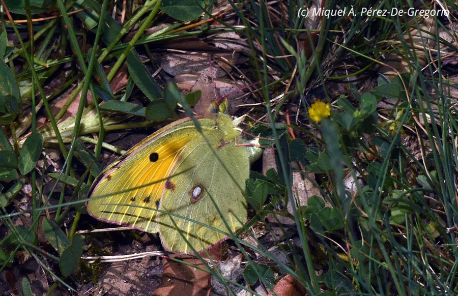 Colias croceus