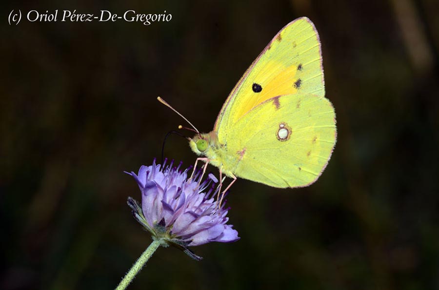 Colias croceus