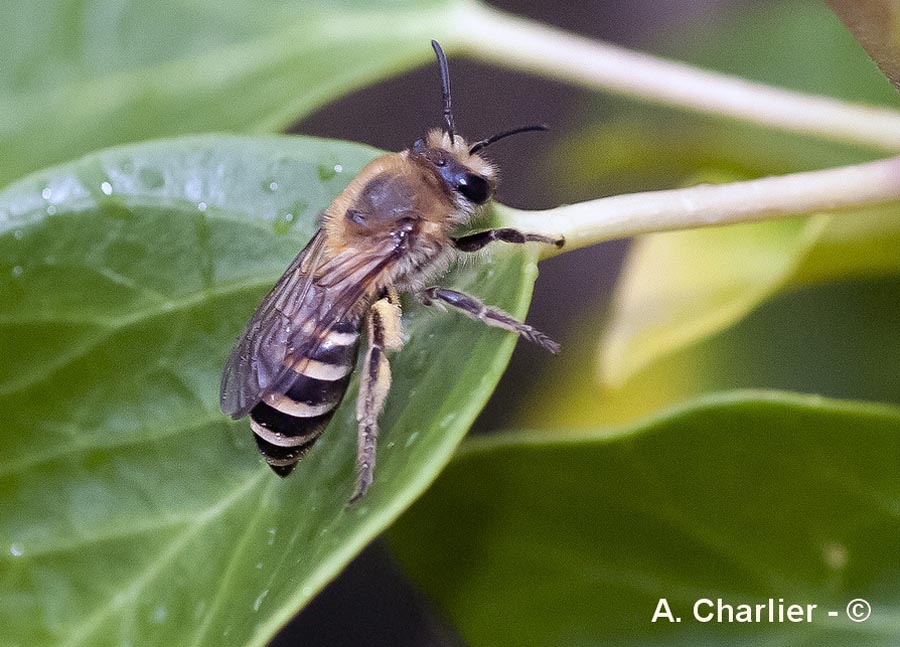 Colletes hederae