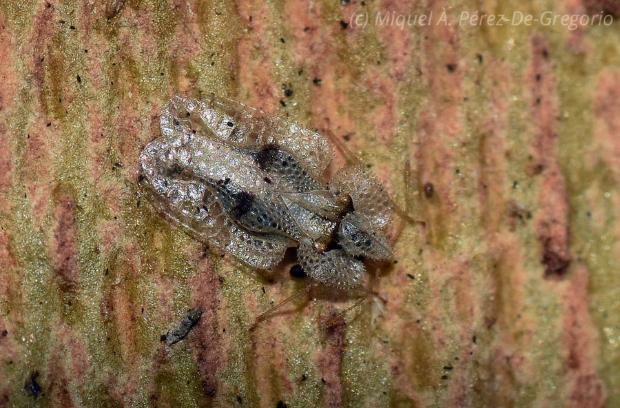 Corythucha ciliata