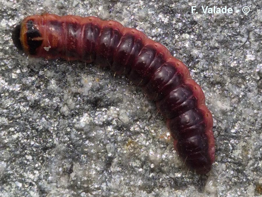Cossus cossus