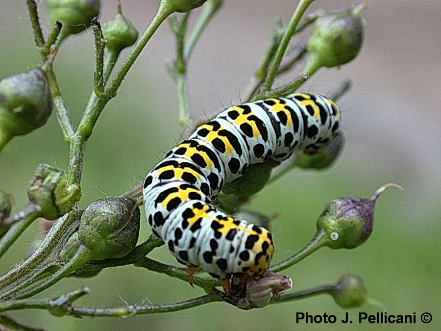 Cucullia scrophulariae