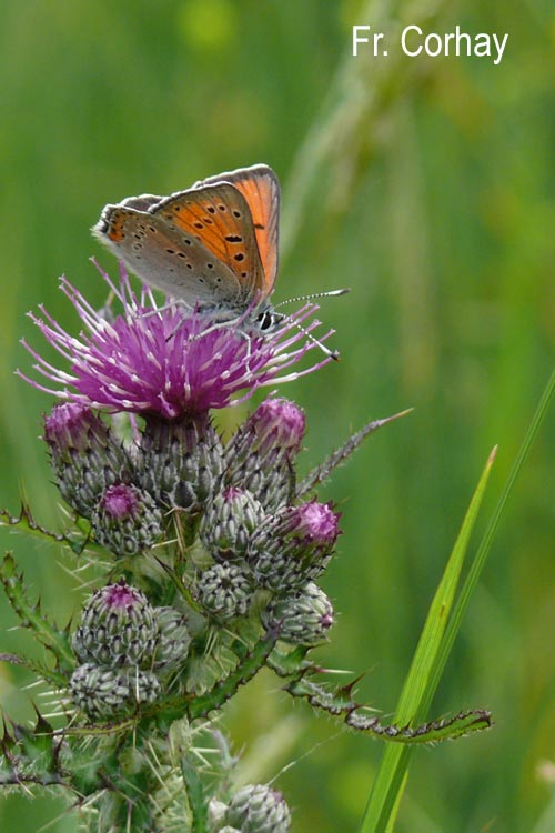 Palaeochrysophanus hippothoe (F. Corhay)