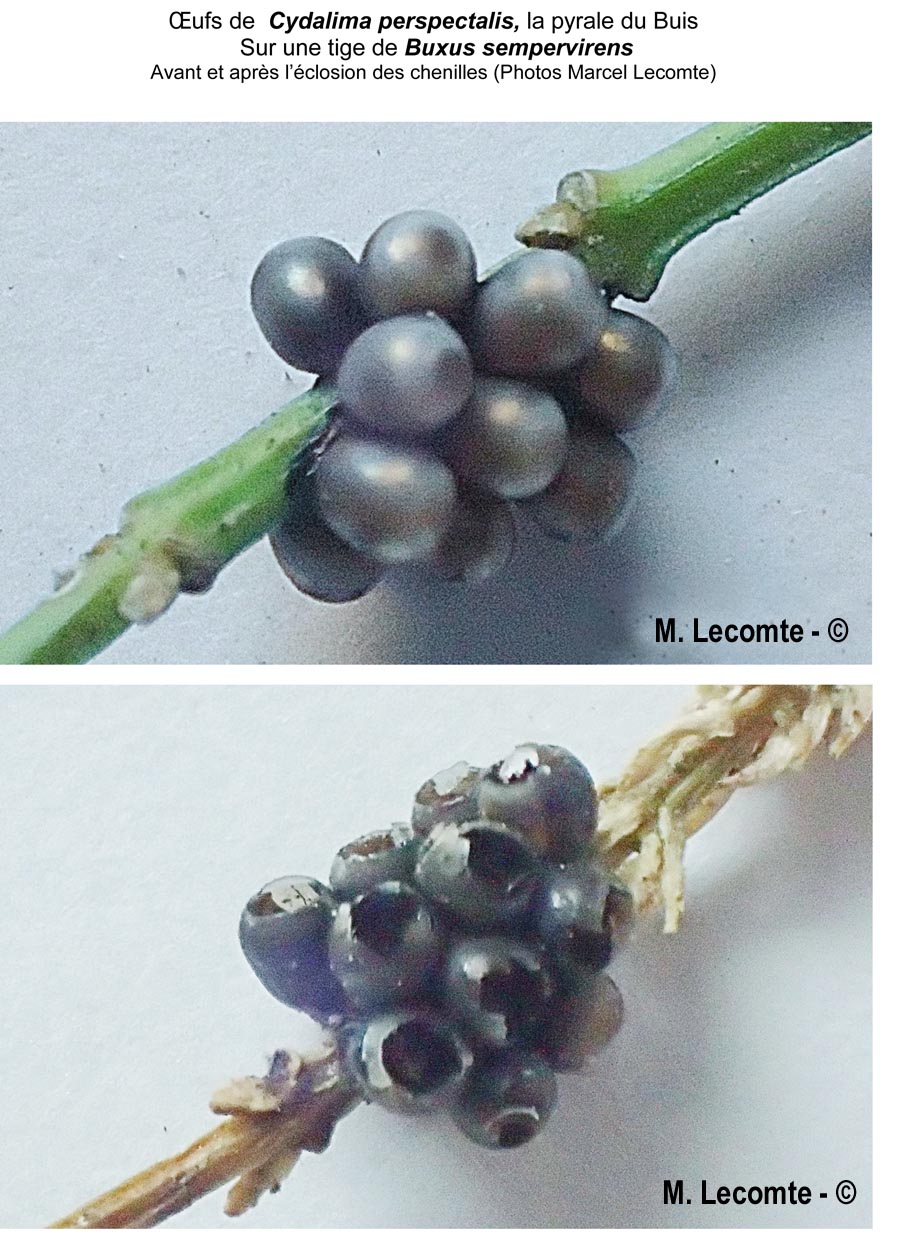 Cydalima perspectalis