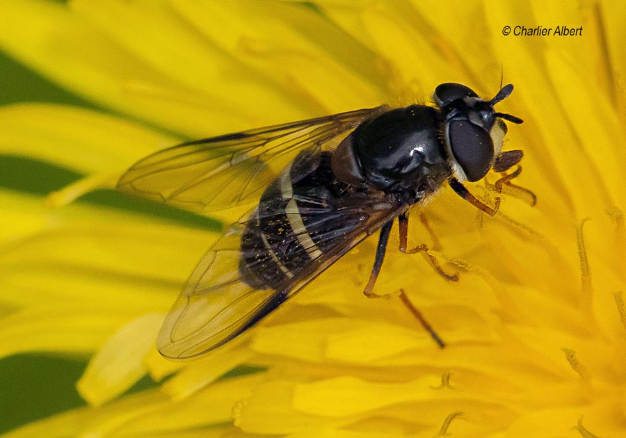 Dasysyrphus tricinctus