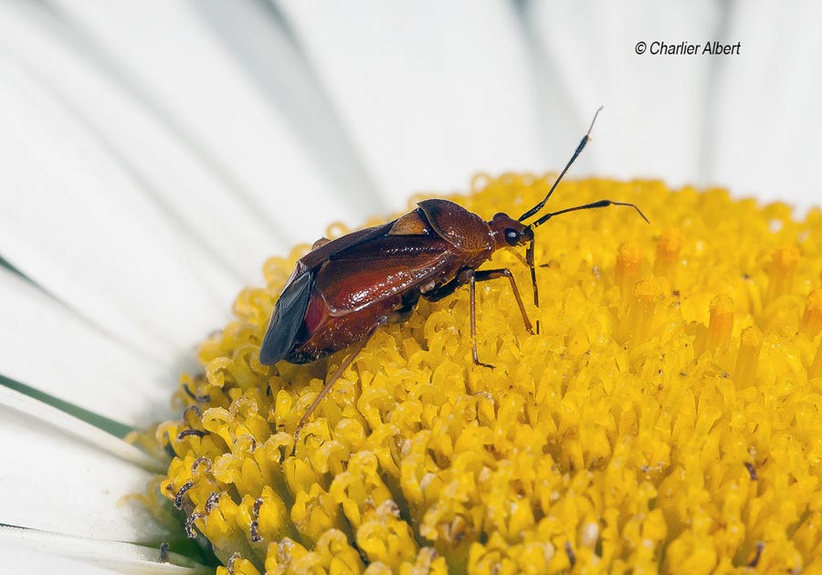 Deraeocoris ruber