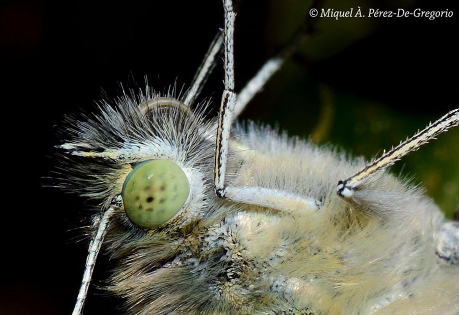 Têtes et yeux d'insectes