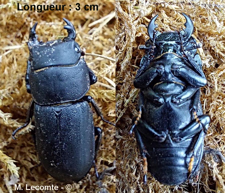 Dorcus parallelipipedus