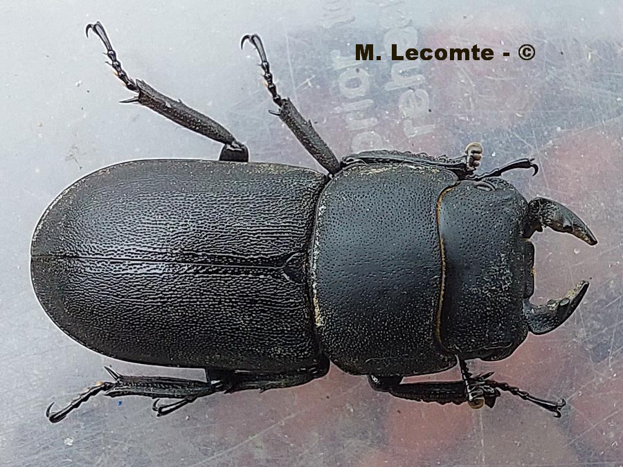 Dorcus parallelipipedus