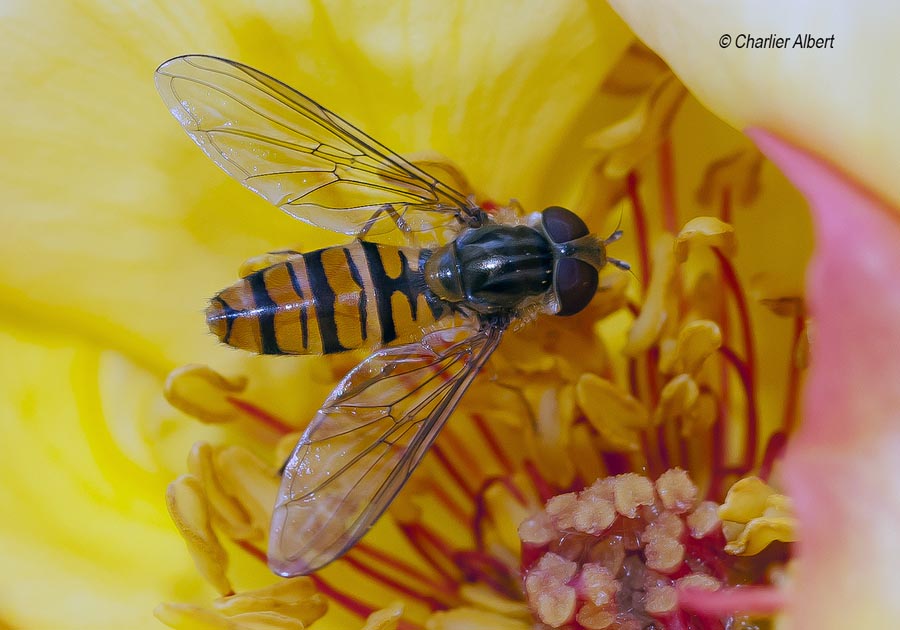 Episyrphus balteatus