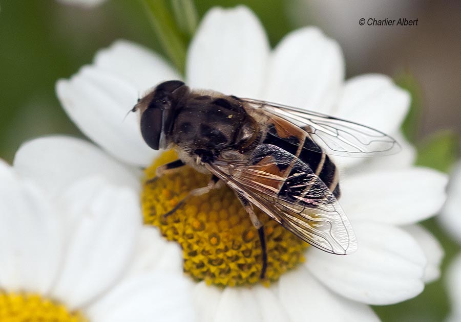 Eristalis arbustorum