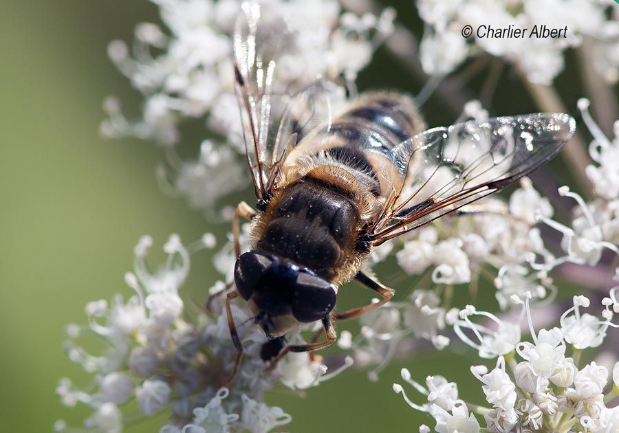 Eristalis pertinax