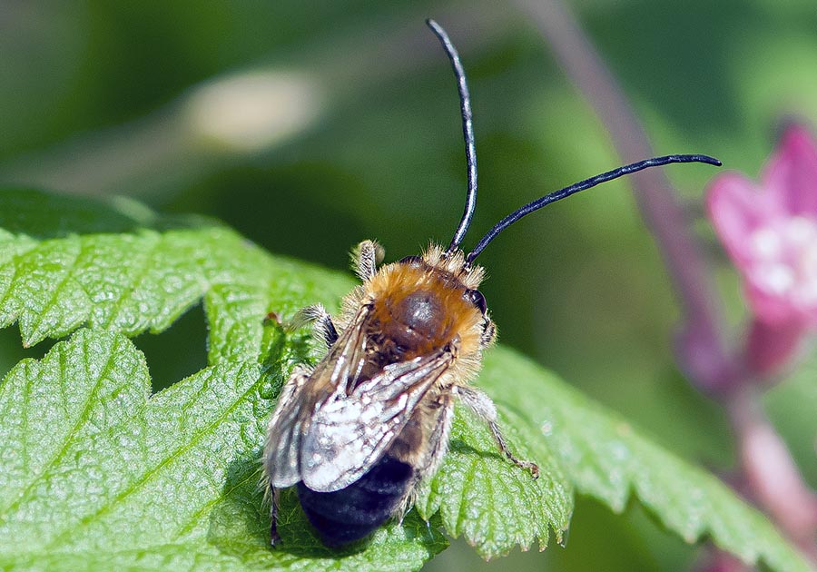 Eucera nigriscens