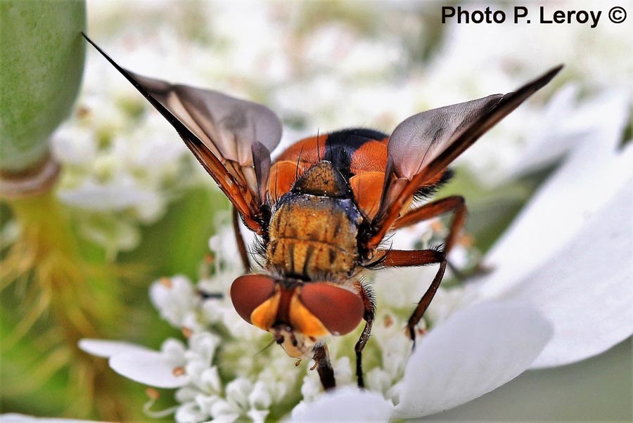 Ectophasia crassipennis