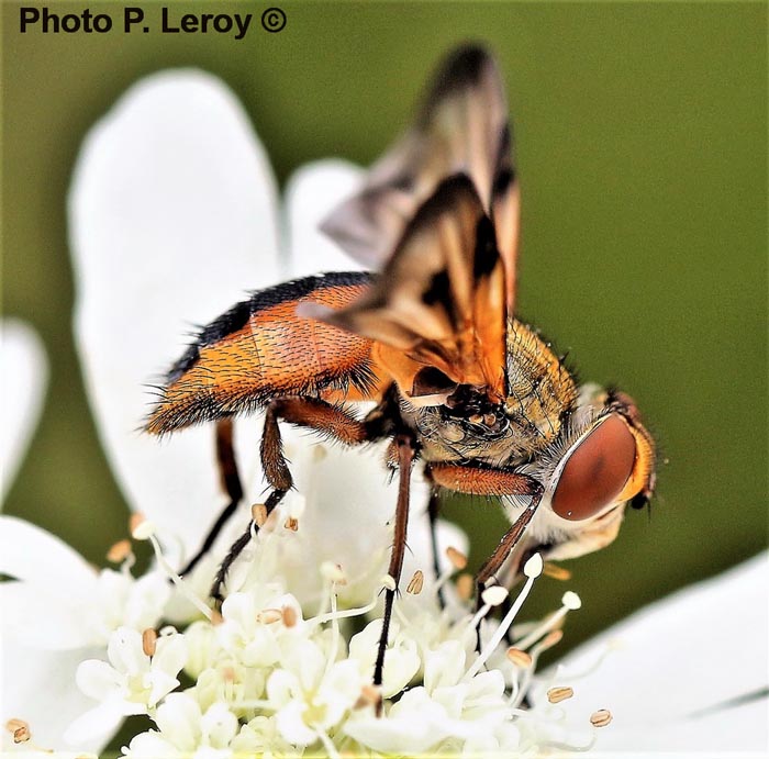 Ectophasia crassipennis