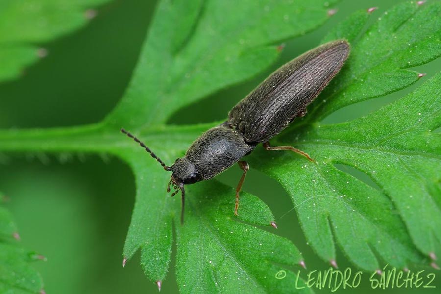 Elateridae