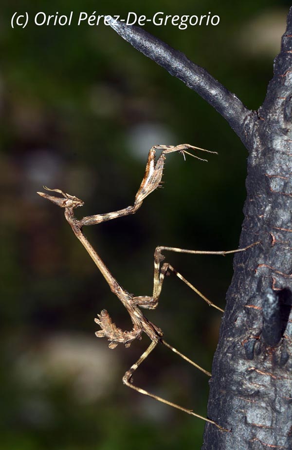 Empusa pennata