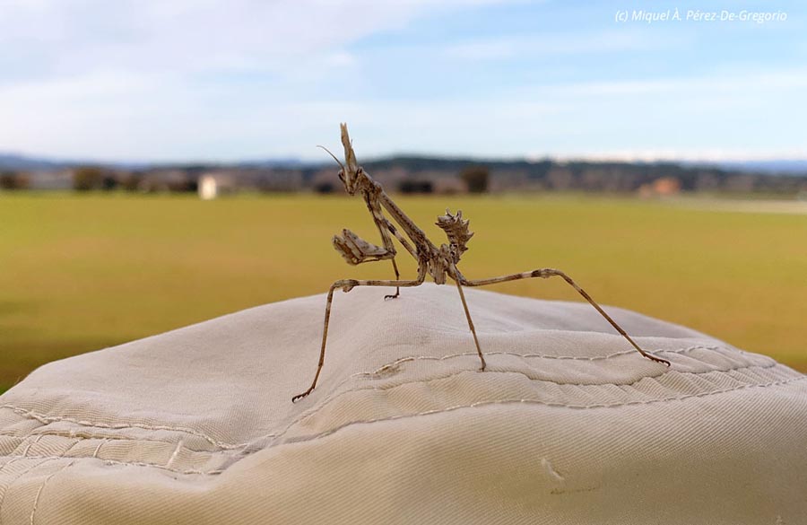 Empusa pennata