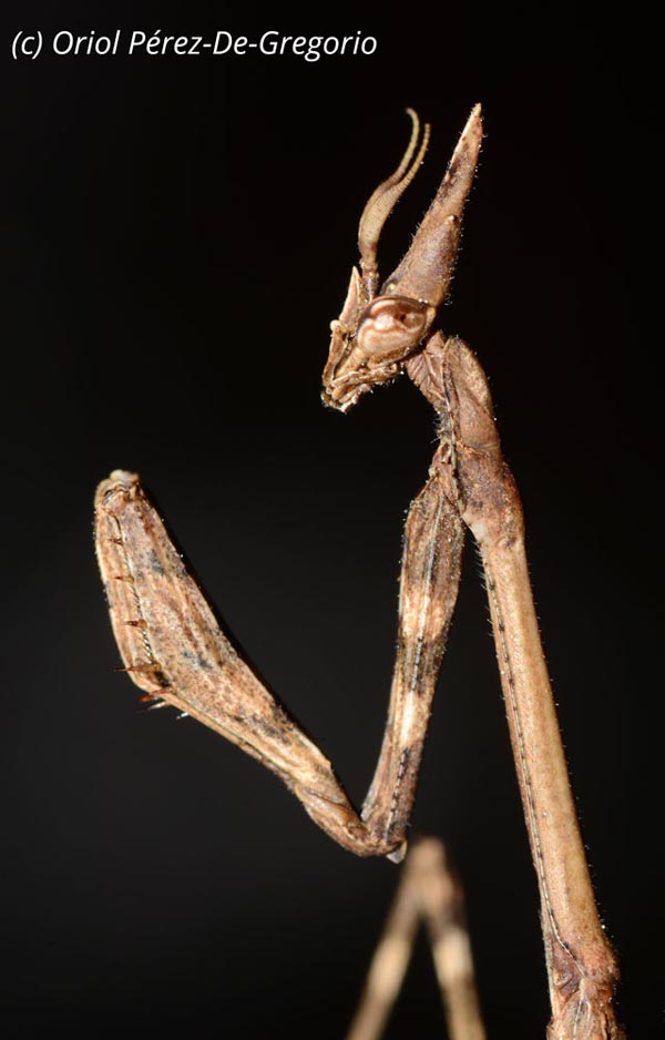 Empusa pennata