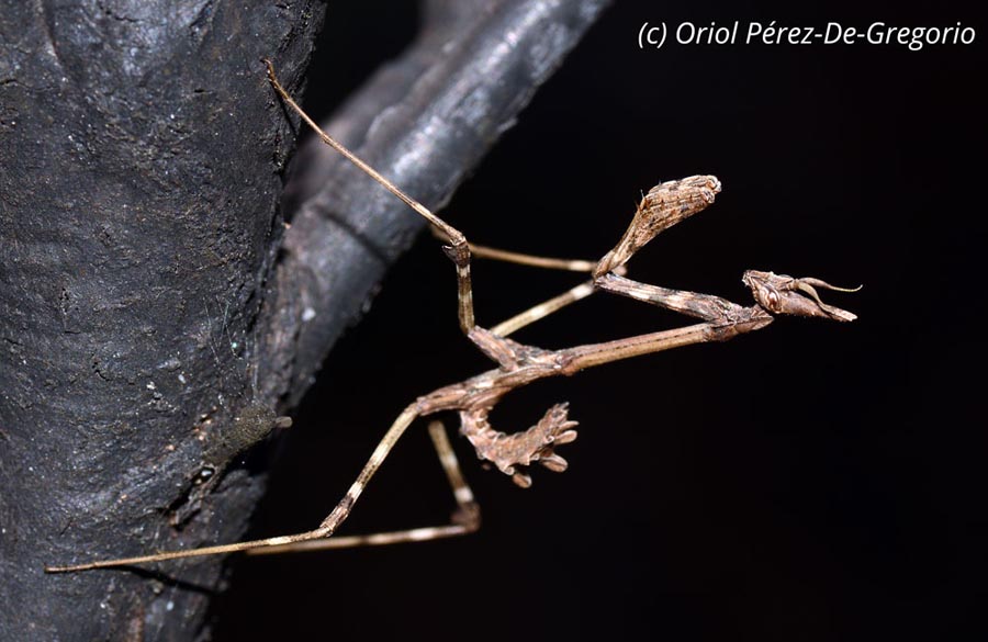 Empusa pennata