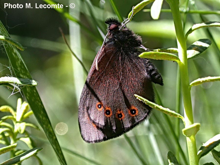 Erebia sp.