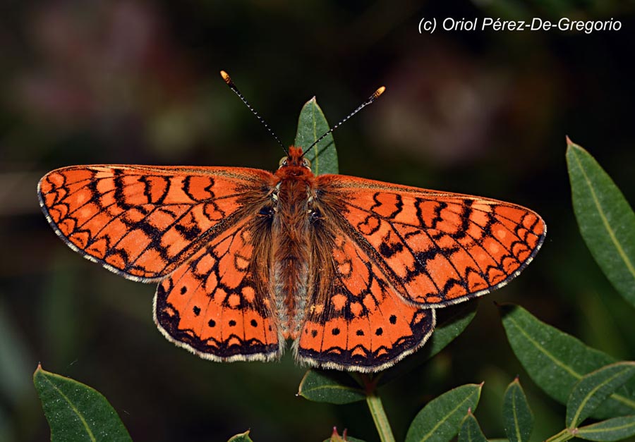 Euphydryas aurinia